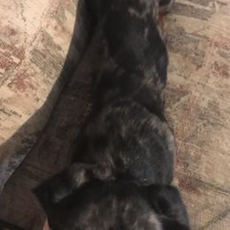 Companion Crosses and Dachshunds from Fulton Family Puppies