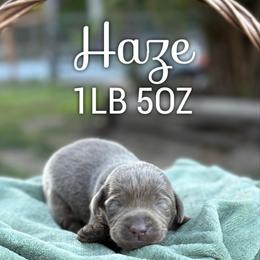 Haze - Chocolate male Dilute Retriever puppy in Puyallup, Washington from 12 Door Farm Labradors