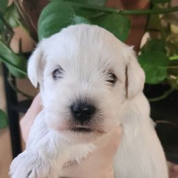 Lady - White female Miniature Schnauzer puppy in Ferndale, Washington from Blackhorse Schnauzers Washington state