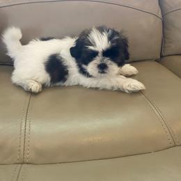 Snuggles - Tricolor male Shih Tzu puppy in Riverhead, New York from Eastern Long Island Shih Tzu