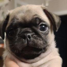 Pugs from Gleaton's Pugs
