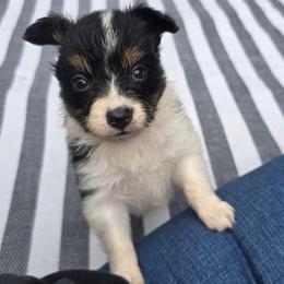 ASTRID - White black and tan female Papillon puppy in Hollister, Missouri from Swan Creek Kennel