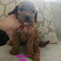 Cockapoo Puppies from Ashley Dedmon