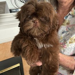 Archer - Liver male Shih Tzu puppy in Tallahassee, Florida from Bows and Bow Ties