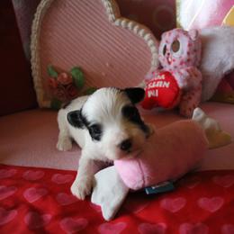 Birch - White male Havanese puppy in Sunriver, Oregon from Contigo Havanese