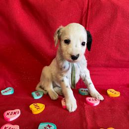 Caraway- Long Coat- Green - White and black male Dalmatian puppy in Claremore, Oklahoma from Lotsofdots Dalmatians