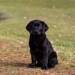 Labrador Retriever Puppies from Condition 1 Retrievers