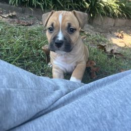 Mimosa - Red female American Staffordshire Terrier puppy in Marietta, Georgia from Ambition Amstaffs