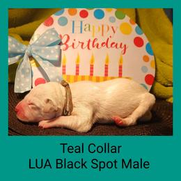 6 black spotted boys - White and black male Dalmatian puppy in Perry, Michigan from Mid-Michigan Dalmatians