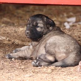 Anatolian Shepherd Dog Puppies from Wanyama Ranch Anatolians