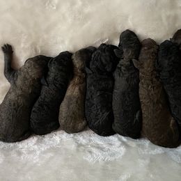 Goldendoodle Puppies from First Mountain Doodles