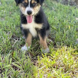 Miniature Australian Shepherd Puppies from Fuller’s Fluffy Friends