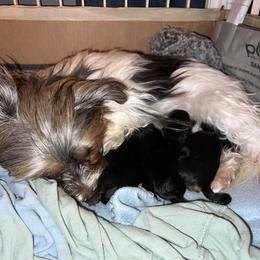 Morkie Puppies from McConnell’s Morkies