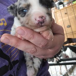 Martini - Blue merle female Miniature American Shepherd puppy in New Providence, Pennsylvania from Tons of Kisses