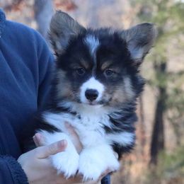 Acorn (Fluffy) - Black and tan male American Corgi puppy in Fayetteville, Arkansas from Intergalactic Corgis