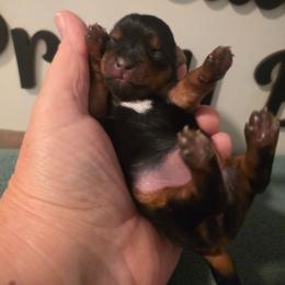 Genesis - Black and tan female Yorkshire Terrier puppy in Clermont, Florida from Bella's Prissy Butts