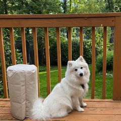 Japanese Spitz Puppies from Irenne Magoulas