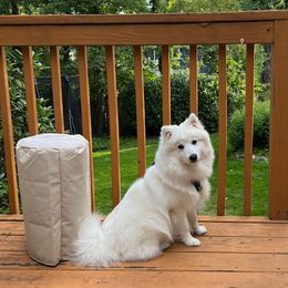 Japanese Spitz Puppies from Irenne Magoulas