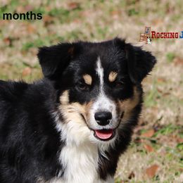 Sadie - Miniature American Shepherd