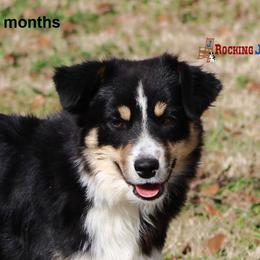 Sadie - Miniature American Shepherd