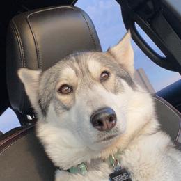 Hazel - Siberian Husky