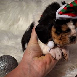 Emmit - Black brown and white male Basset Hound puppy in Mack's Creek, Missouri from Mack's Creek Basset Hounds