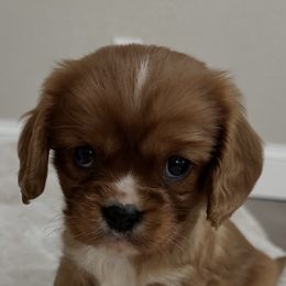 Teddy - Ruby male Cavalier King Charles Spaniel puppy in Marshall, Arkansas from Kate’s Cavaliers