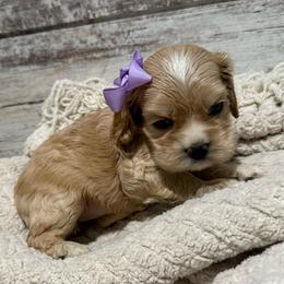 Summer - Buff and white female Cocker Spaniel puppy in West Plains, Missouri from Ozark Haven Farm