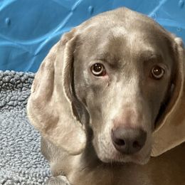 Weimaraner Puppies from Von Luchbach Weimaraners