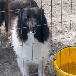 Shetland Sheepdog All Grown Up from Millennium Shelties