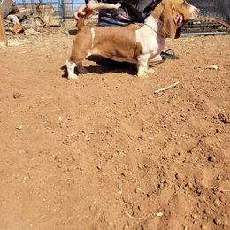 Basset Hound All Grown Up from Heathens Howe'nds