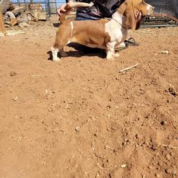 Basset Hound All Grown Up from Heathens Howe'nds