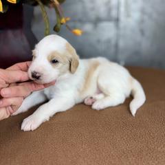 Gator - Red male Pyredoodle puppy in Bowling Green, Ohio from FDF Pyredoodles & Bernedoodles