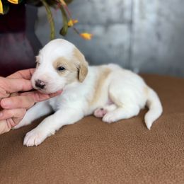 Gator - Red male Pyredoodle puppy in Bowling Green, Ohio from FDF Pyredoodles & Bernedoodles