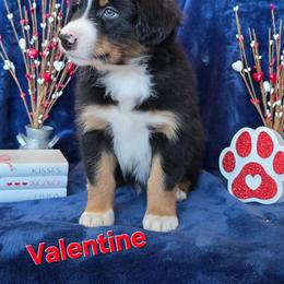 Valentine - Black tri-color male Australian Shepherd puppy in Smithfield, Utah from Invictus Farms