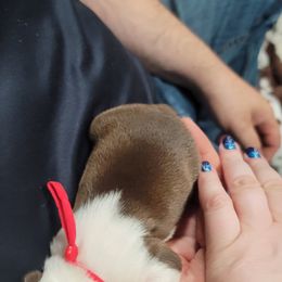 Boston Terrier Puppies from Amanda's Terriers