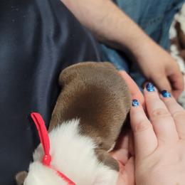 Boston Terrier Puppies from Amanda's Terriers