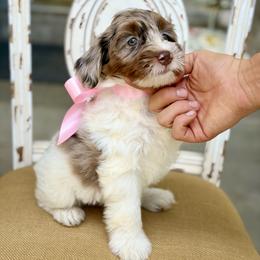 Mocha - Chocolate merle female Bernedoodle puppy in Mapleton, Utah from Natural Doodle Life