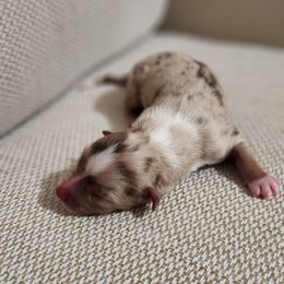 Miniature Australian Shepherd puppies from Sunshine Mini Aussies
