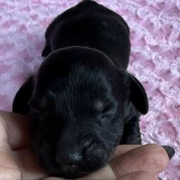 Jasper - Black and tan male Dachshund puppy in Salem, Oregon from Longdox Mini Dachshunds
