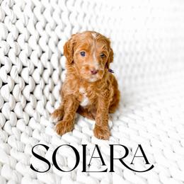 Solara - Red  female Goldendoodle puppy in Springville, Utah from Happy Doodle