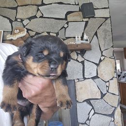 Lolo - Black and mahogany male Rottweiler puppy in Salt Lake City, Utah from Snubnose Rottweilers LLC