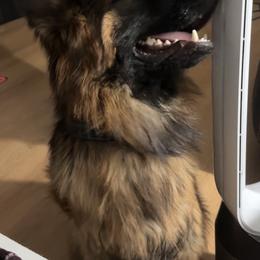German Shepherd Puppies from Brooks High Quality Breeders