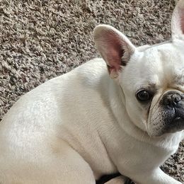 French Bulldogs from Hidden Treasure Frenchies