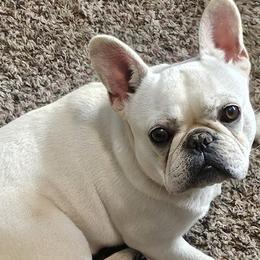 French Bulldogs from Hidden Treasure Frenchies