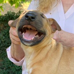 Miniature Bull Terrier Puppies from Tonka Miniature Bull Terriers