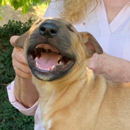Miniature Bull Terrier Puppies from Tonka Miniature Bull Terriers