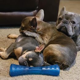 French Bulldog All Grown Up from Fatbat Frenchies