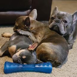 French Bulldog All Grown Up from Fatbat Frenchies