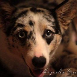 Canvas - American Corgi